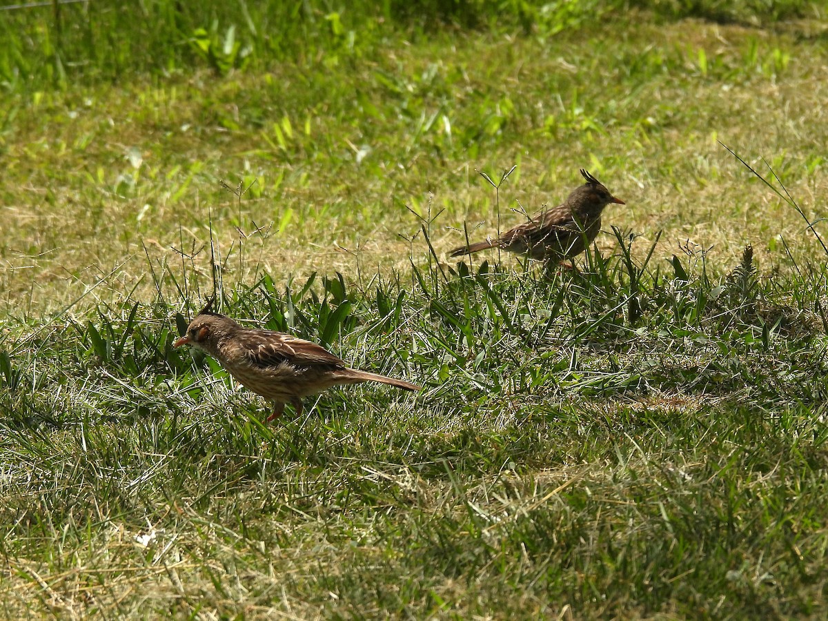 Lark-like Brushrunner - ML644683042