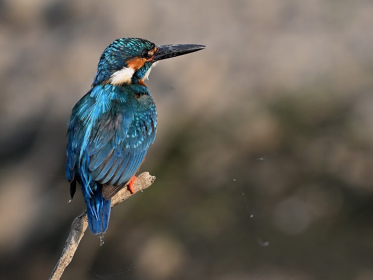 isfugl - ML644683043