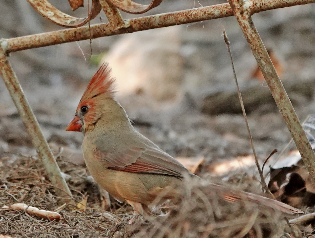 Красный кардинал - ML644683049