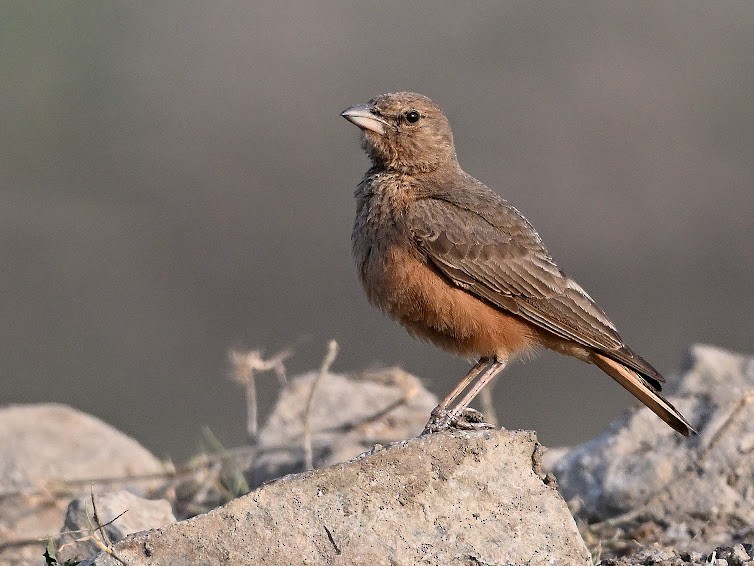 ruststjertlerke - ML644683054