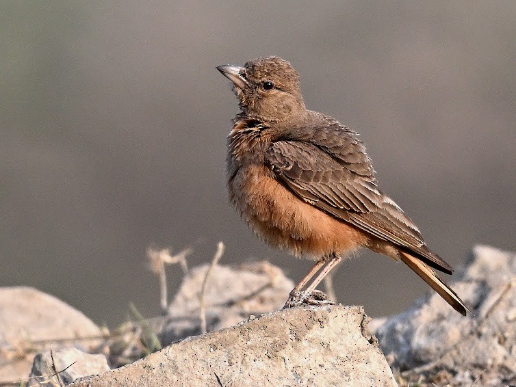 ruststjertlerke - ML644683055