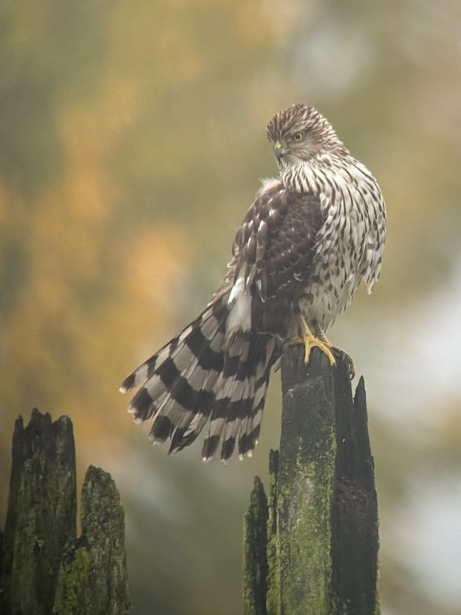 trostehauk - ML644683056