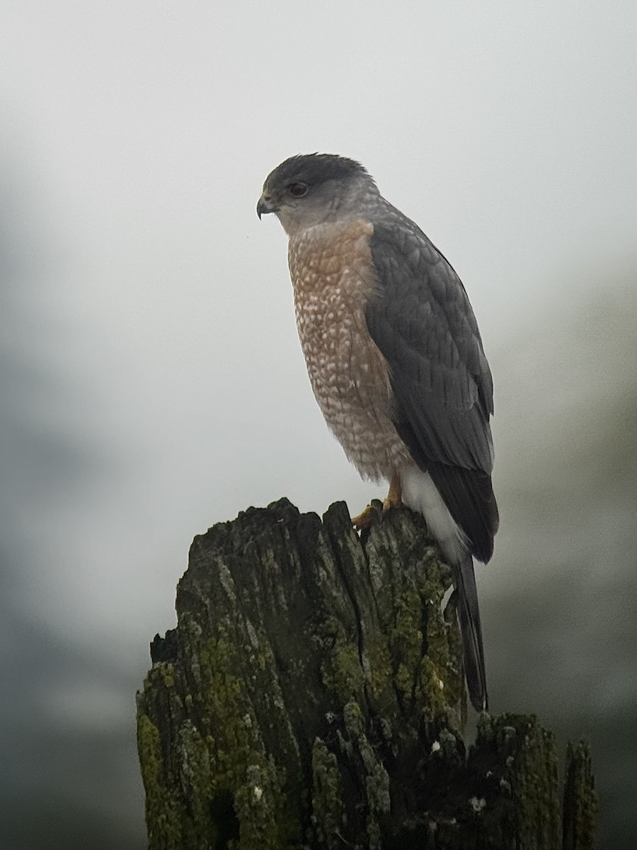 trostehauk - ML644683057