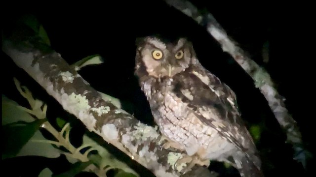 výreček peruánský - ML644683058