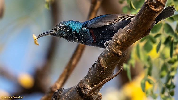 purpursolfugl - ML644683065