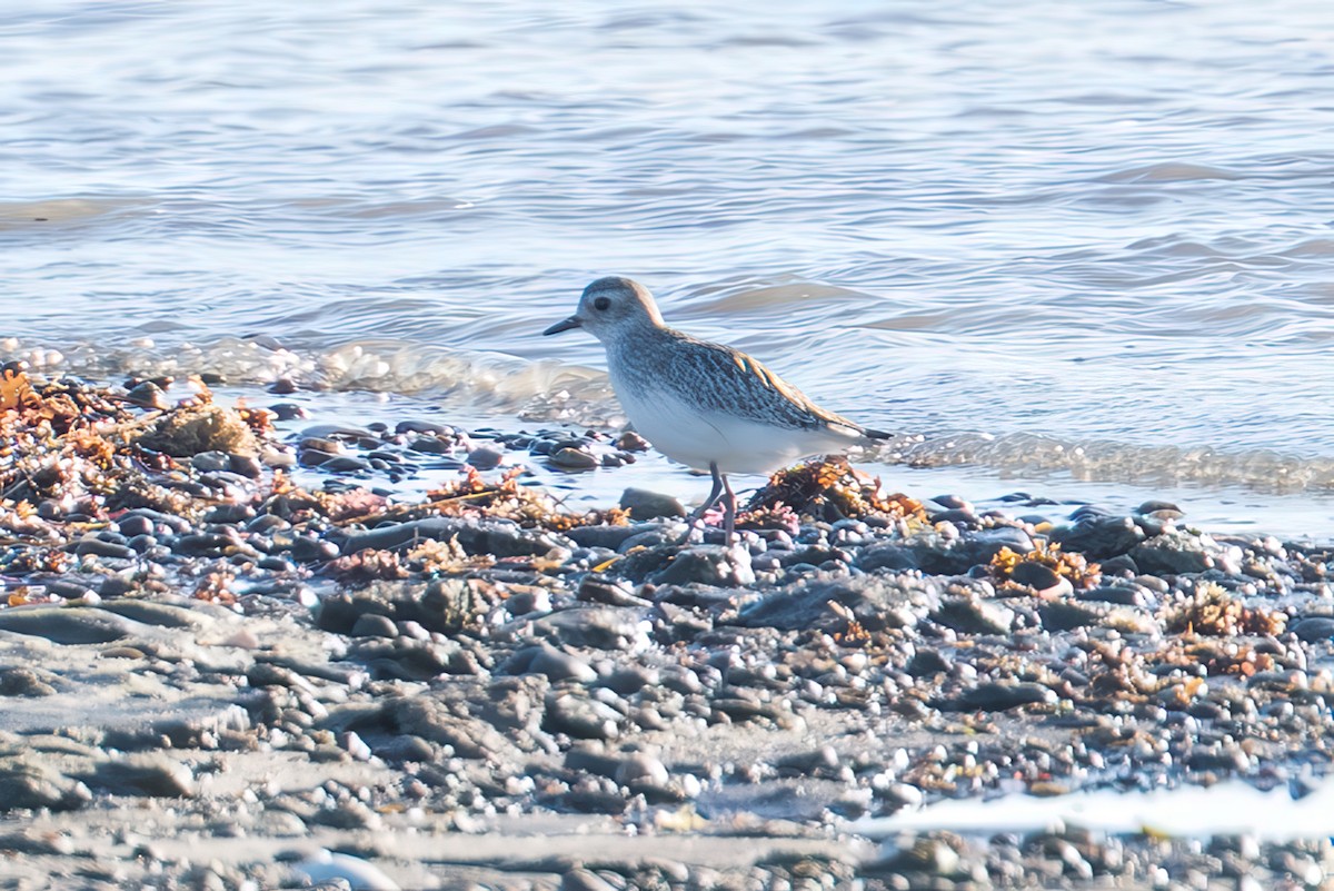 Black-bellied Plover - ML644683069