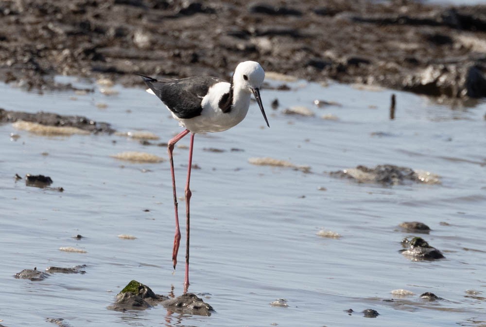 Австралийский ходулочник - ML644683074