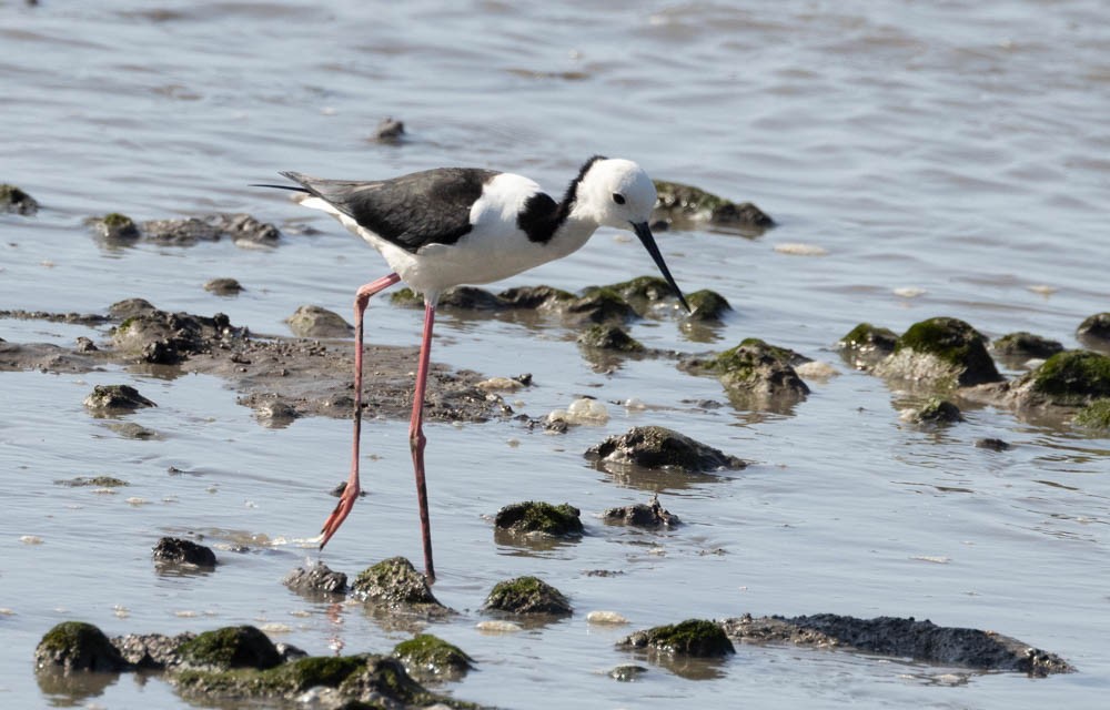 Австралийский ходулочник - ML644683075