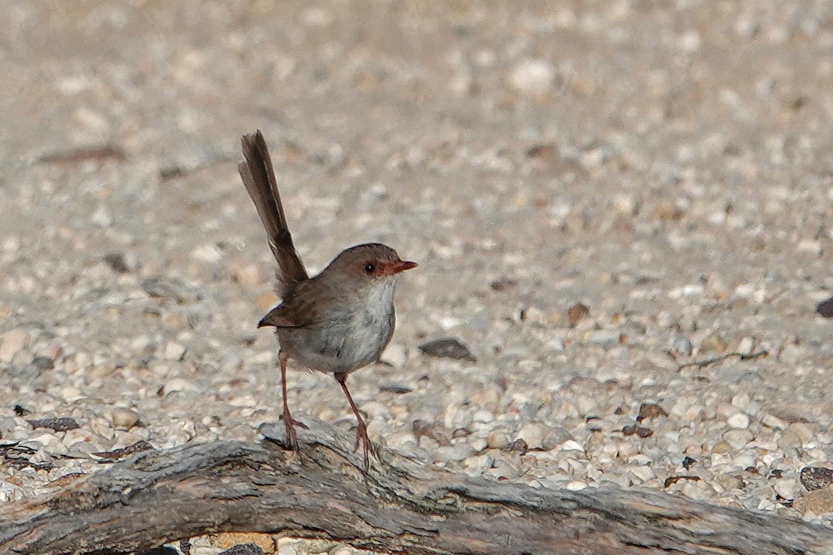 Superb Fairywren - ML644683080