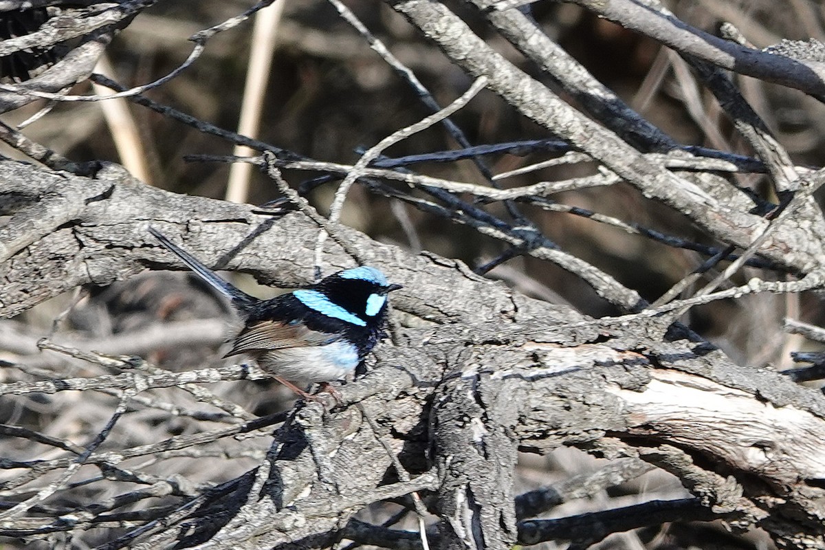 Superb Fairywren - ML644683081