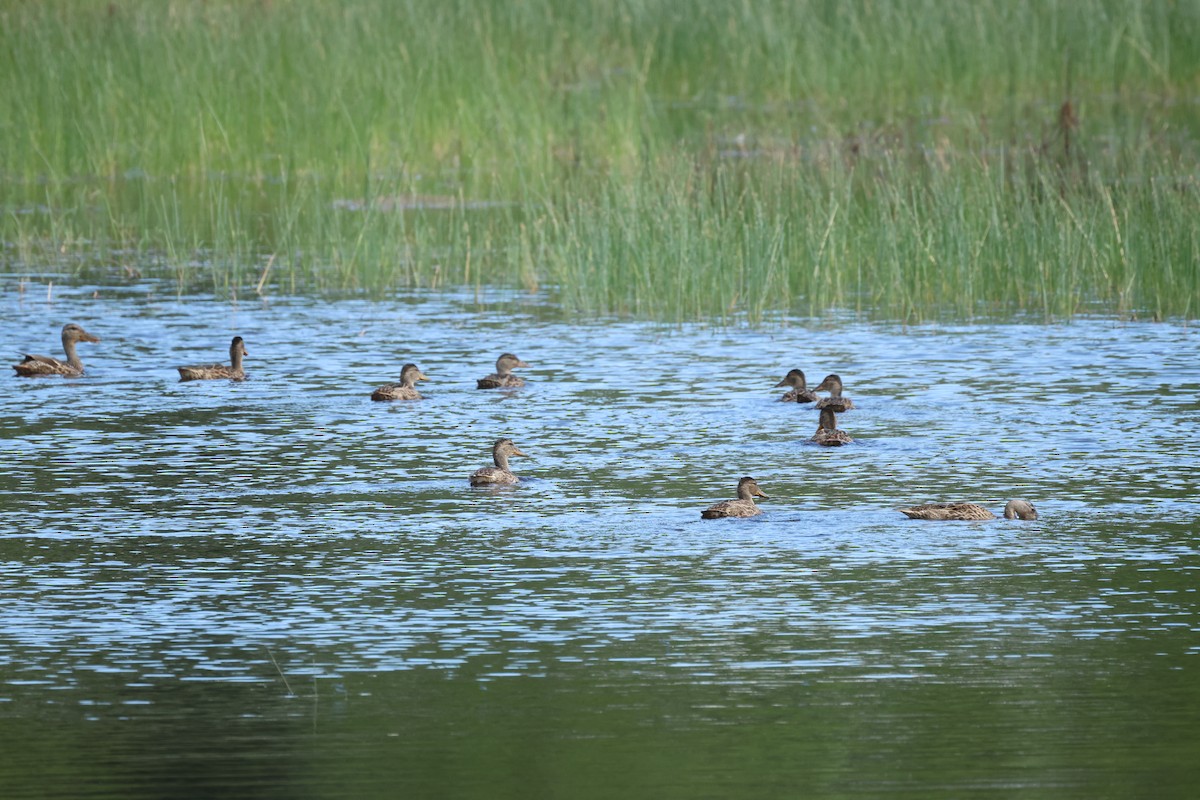 Mallard - ML644683089