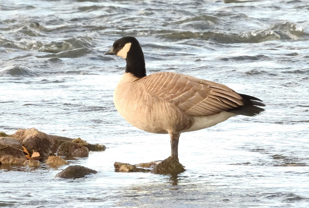 polargås - ML644683090