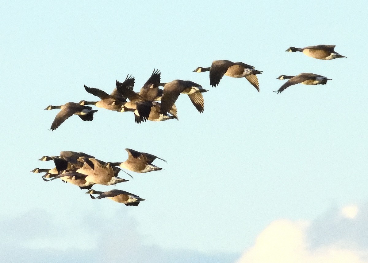 ברנטה קנדית - ML644683093