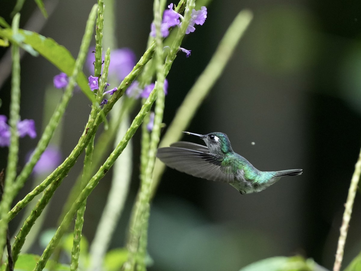 Violet-headed Hummingbird - ML644683105