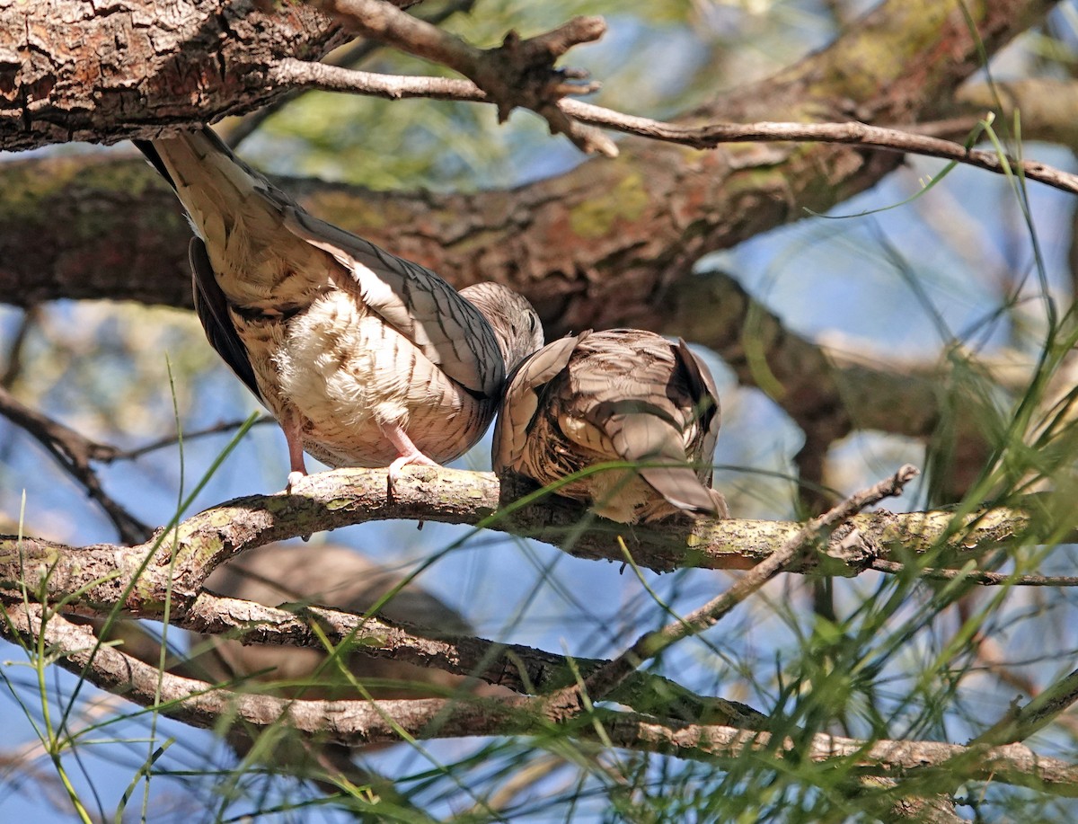 Inca Dove - ML644683114