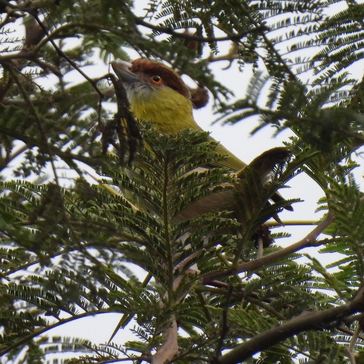 Rufous-browed Peppershrike - ML644683123