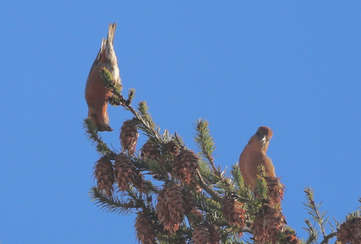 Гацуурын солбин хошуут - ML644683128