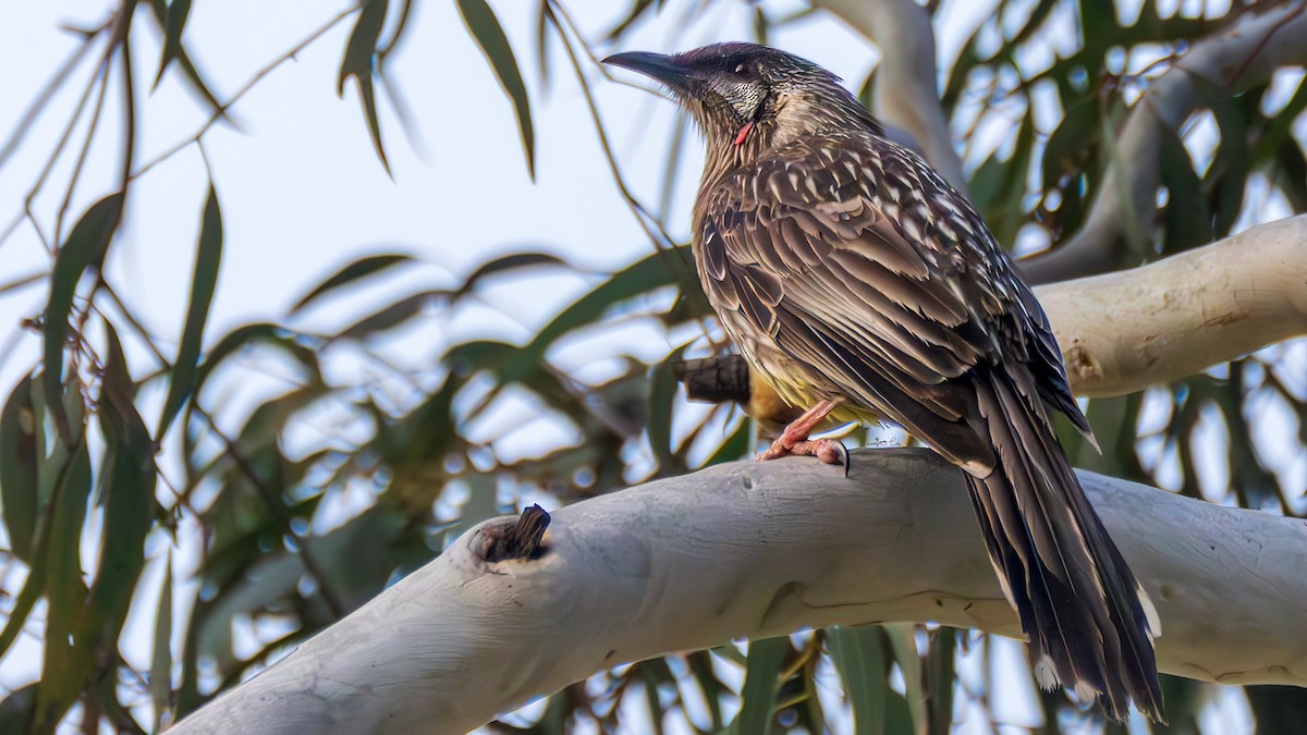 Краснолопастный серёжкоух - ML644683129