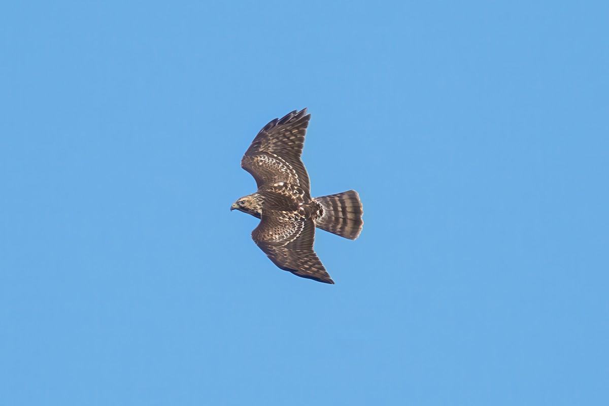 Broad-winged Hawk - ML644683132