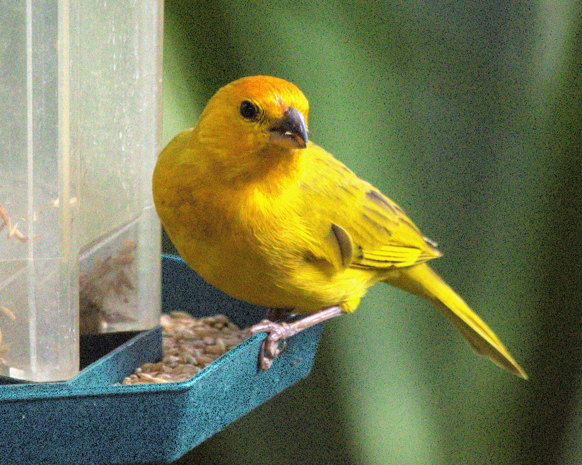 Saffron Finch - ML644683134