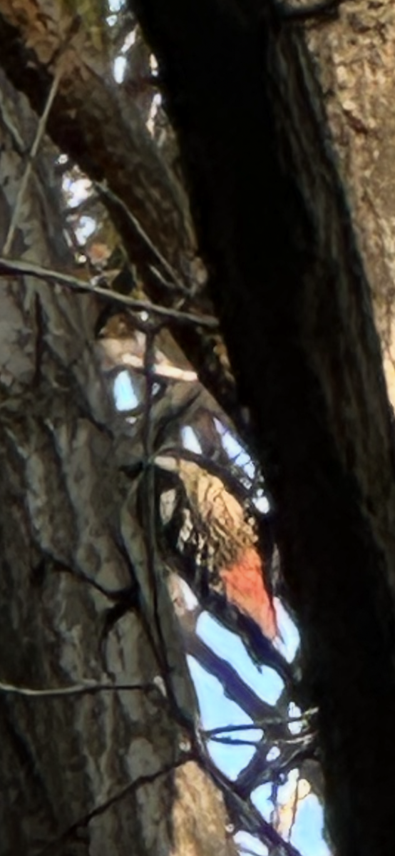White-backed Woodpecker - ML644683135