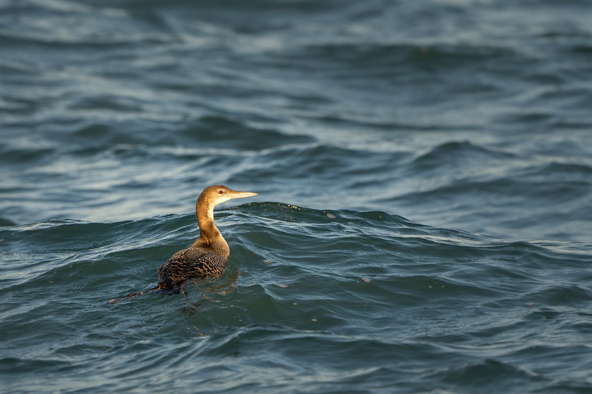 צוללן צפוני - ML644683136