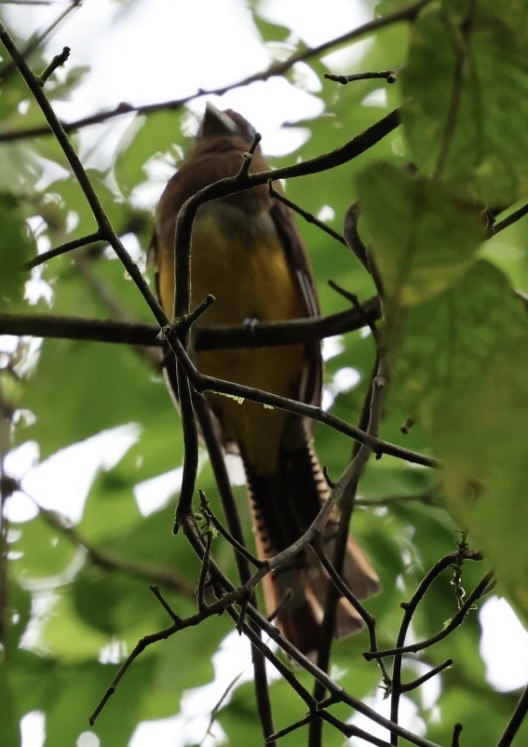 Graceful Black-throated Trogon - ML644683137