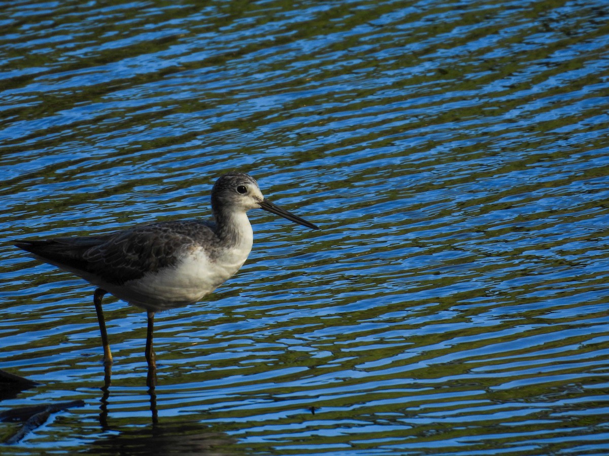 Common Greenshank - ML644683143