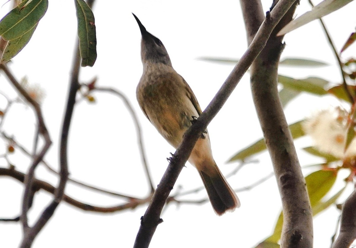 Brown Honeyeater - ML644683145