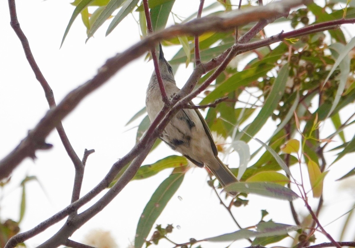 Brown Honeyeater - ML644683146