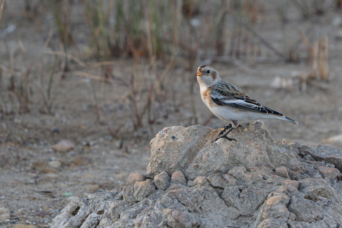 גיבתון שלג - ML644683147