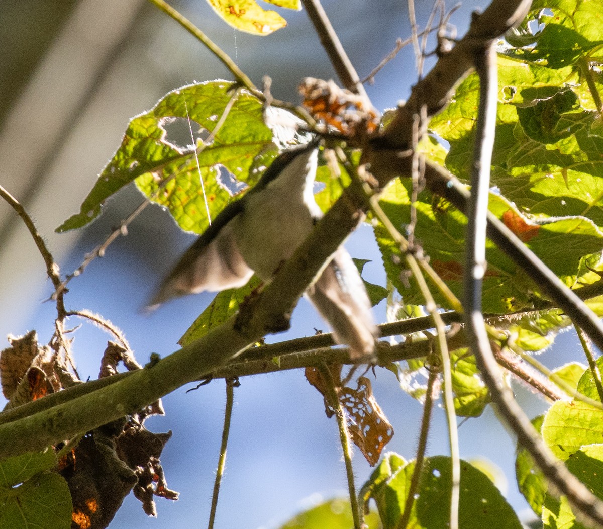 passerine sp. - ML644683148