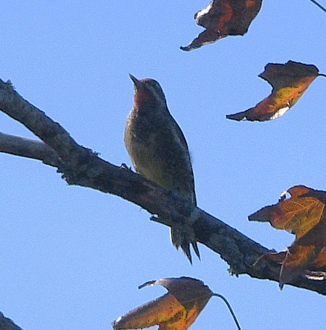 Yellow-bellied Sapsucker - ML644683149
