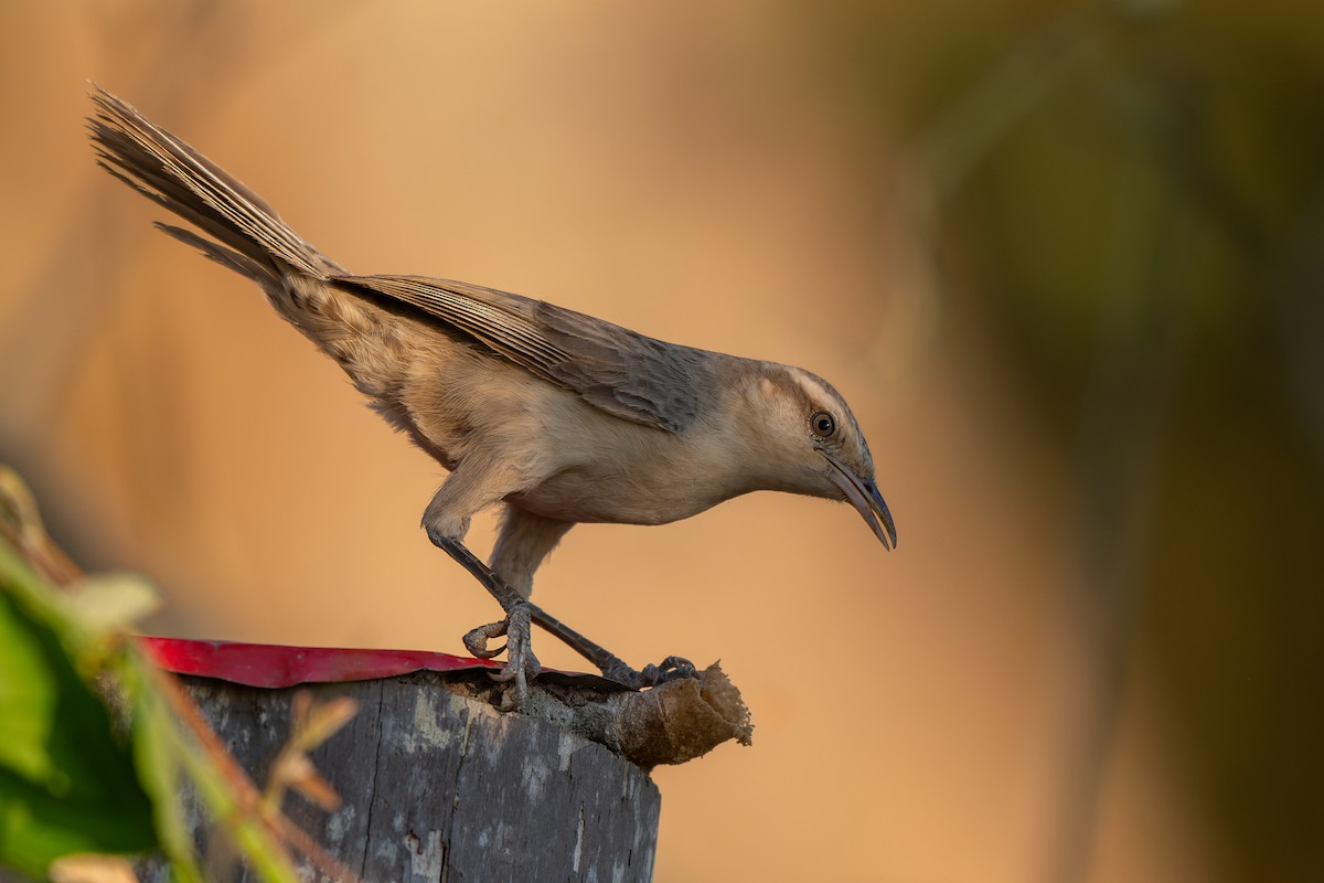 Thrush-like Wren - ML644683150