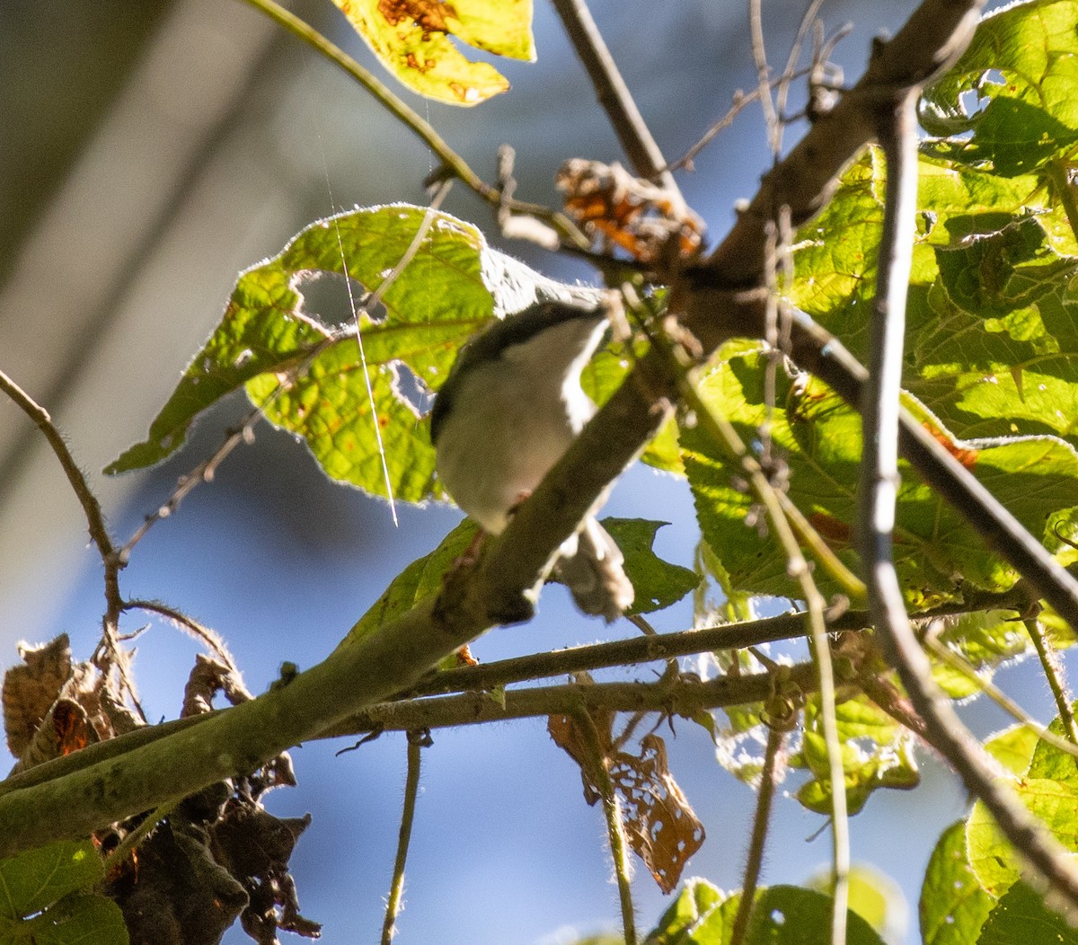 passerine sp. - ML644683151