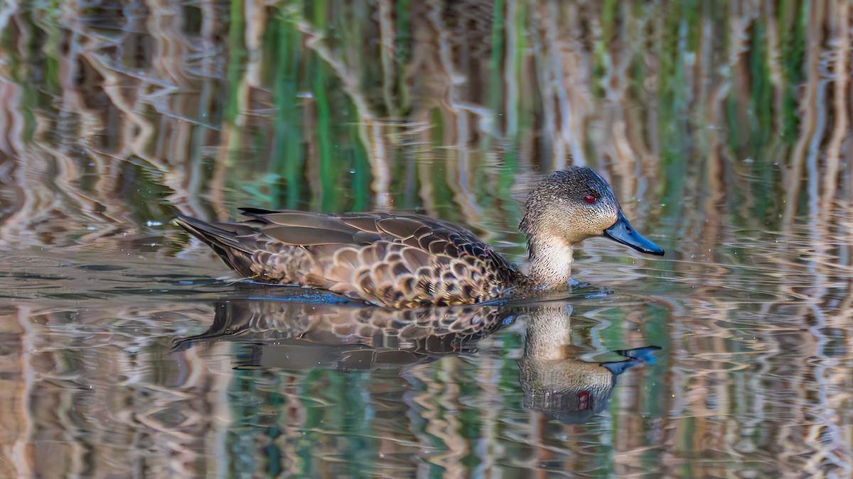 Серый чирок - ML644683152