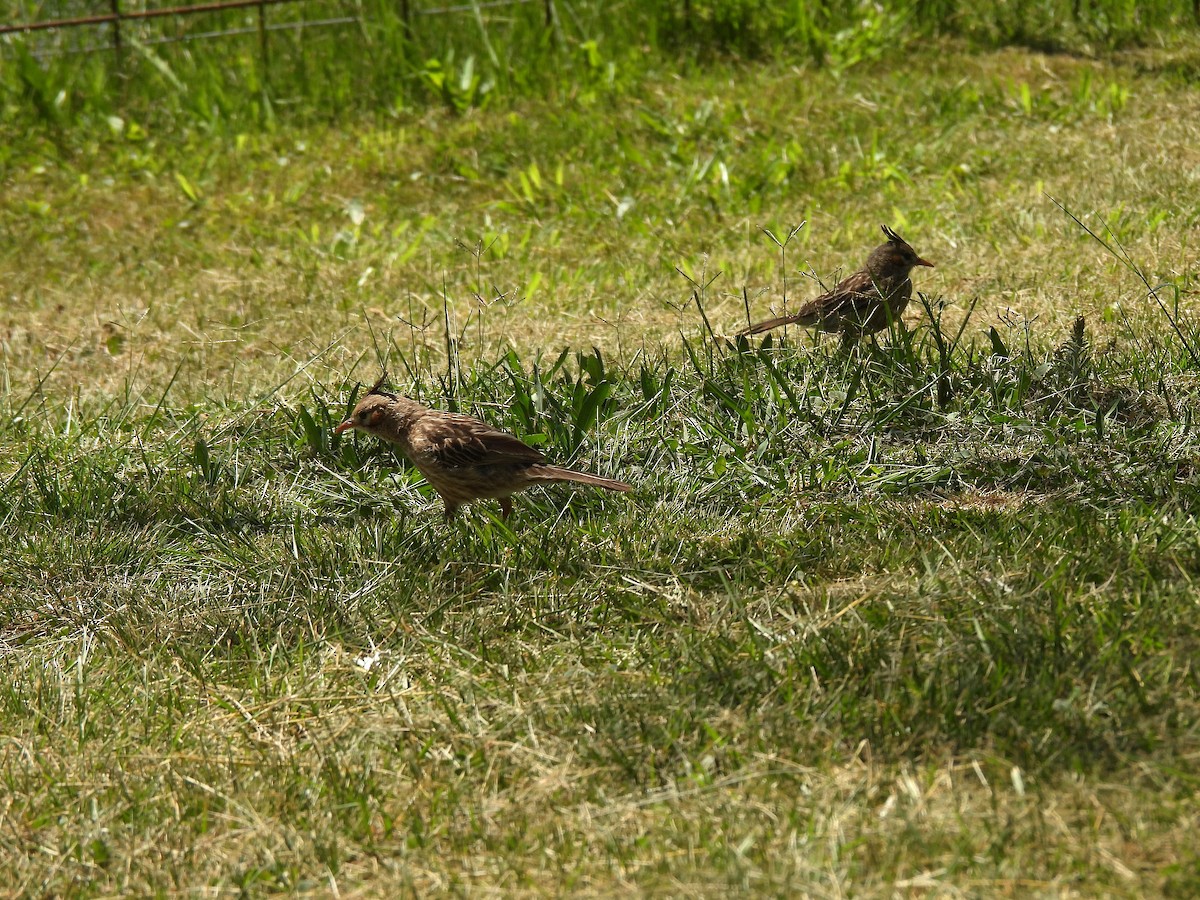 Lark-like Brushrunner - ML644683153