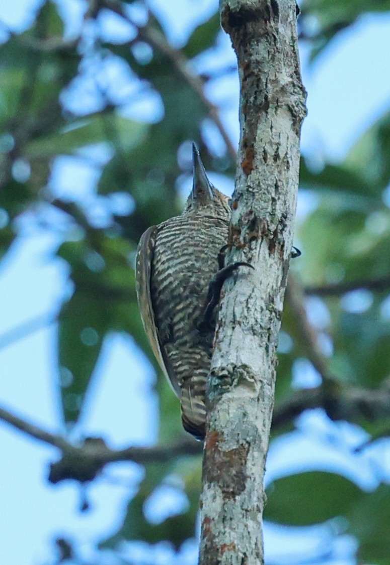Yellow-eared Woodpecker - ML644683154