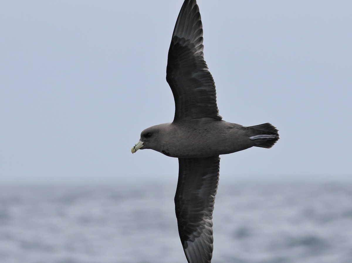 Northern Fulmar - ML644683156