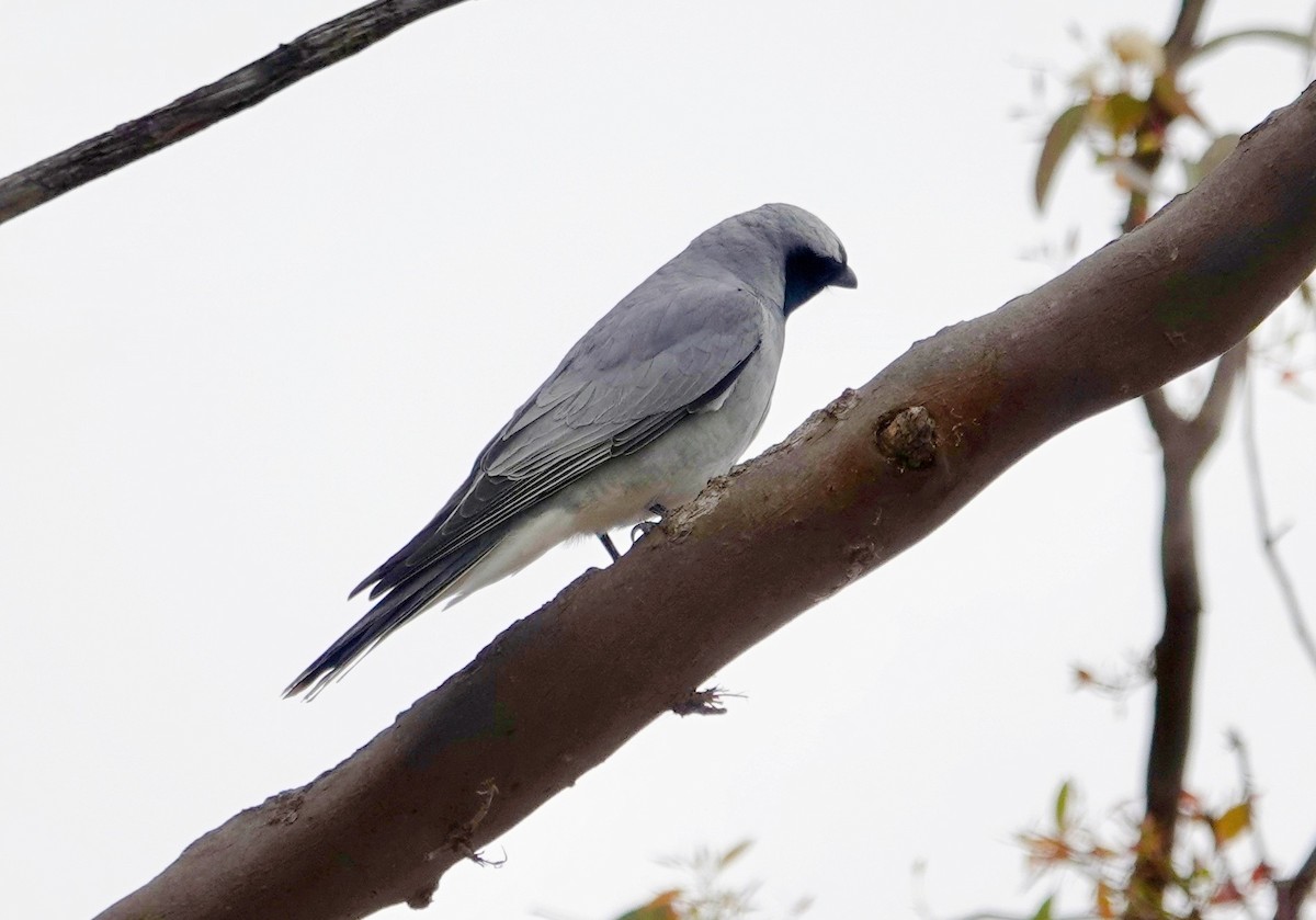 Black-faced Cuckooshrike - ML644683158