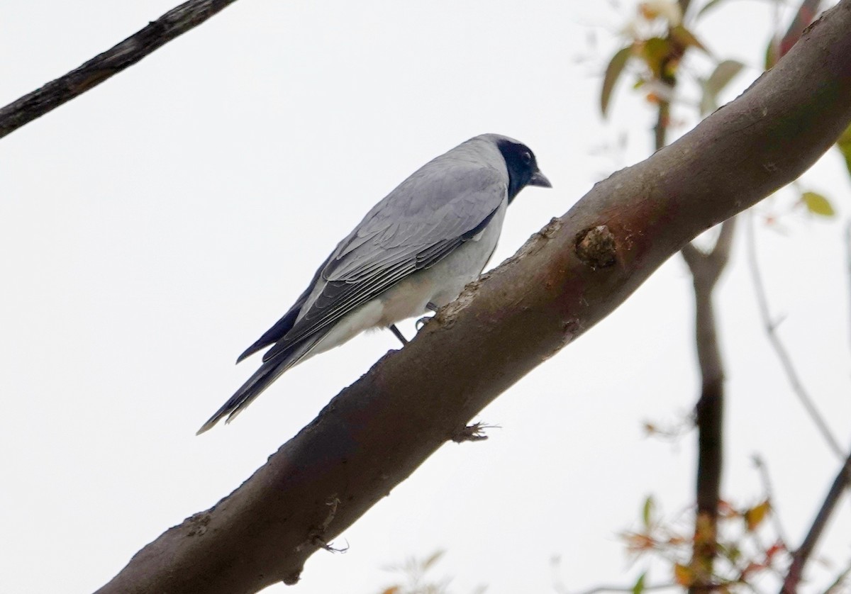 Black-faced Cuckooshrike - ML644683159