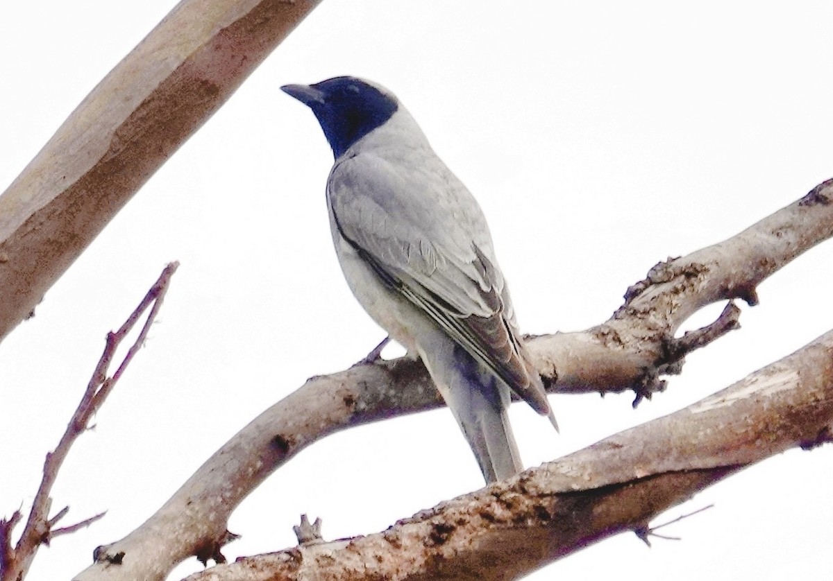 Black-faced Cuckooshrike - ML644683160