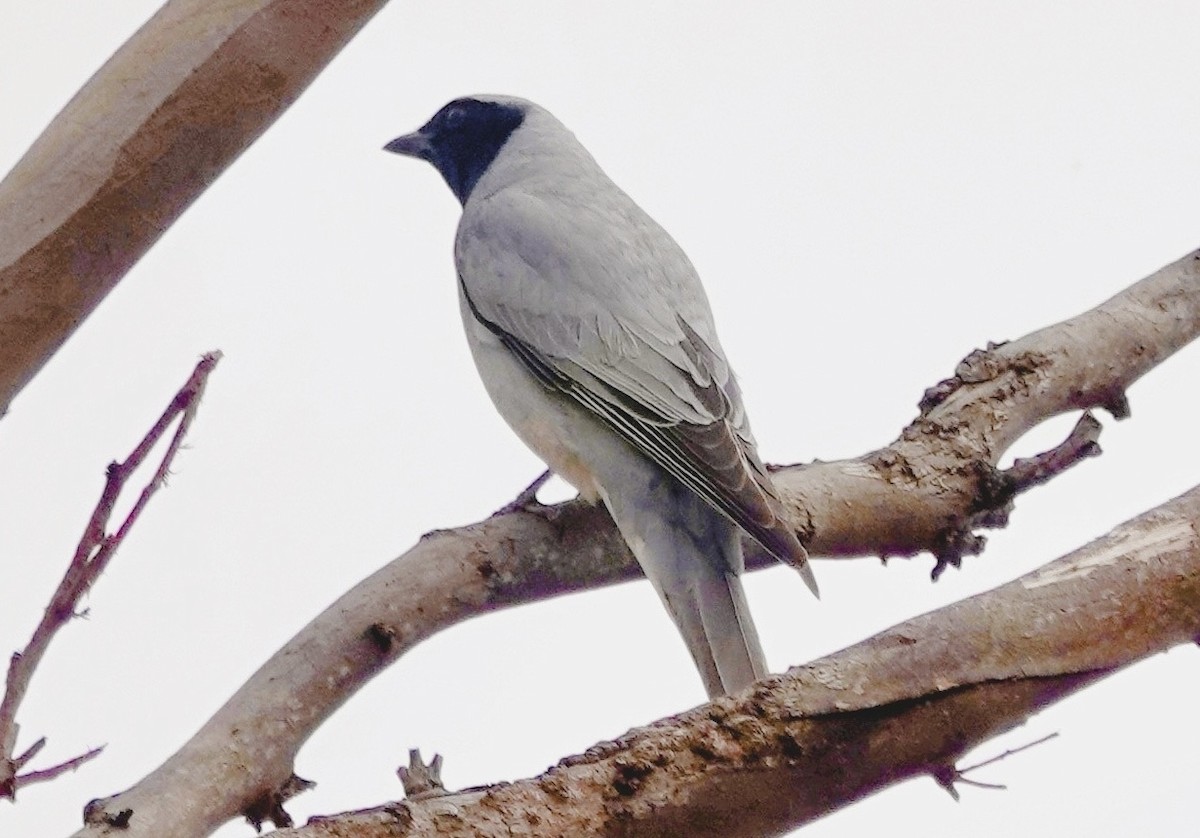 Black-faced Cuckooshrike - ML644683161