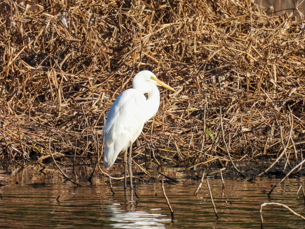 Great Egret - ML644683162