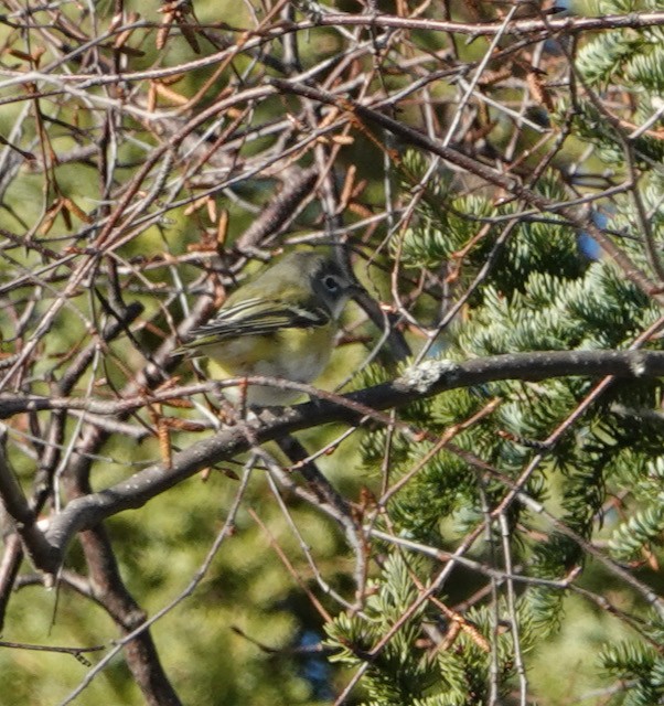 Blue-headed Vireo - ML644683163