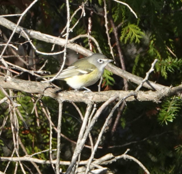 Blue-headed Vireo - ML644683164