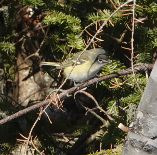 Blue-headed Vireo - ML644683165