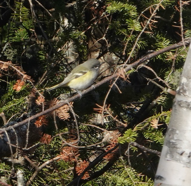 Blue-headed Vireo - ML644683166