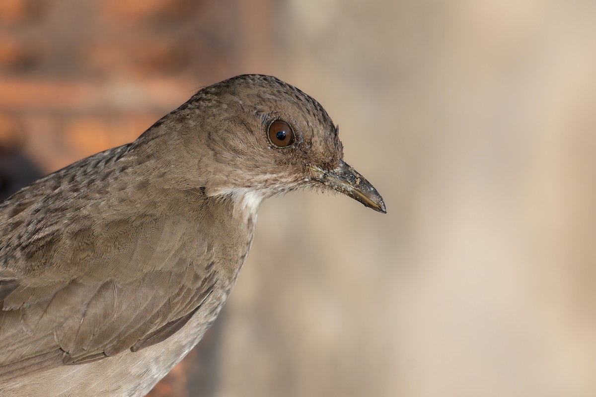 Black-billed Thrush - ML644683170