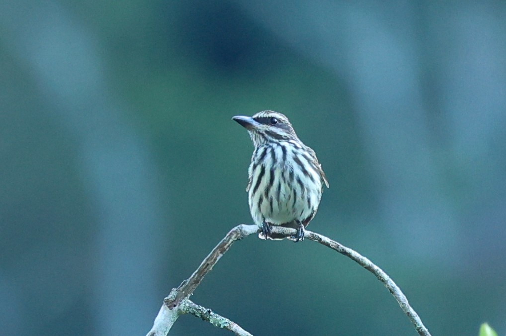 Streaked Flycatcher - ML644683177